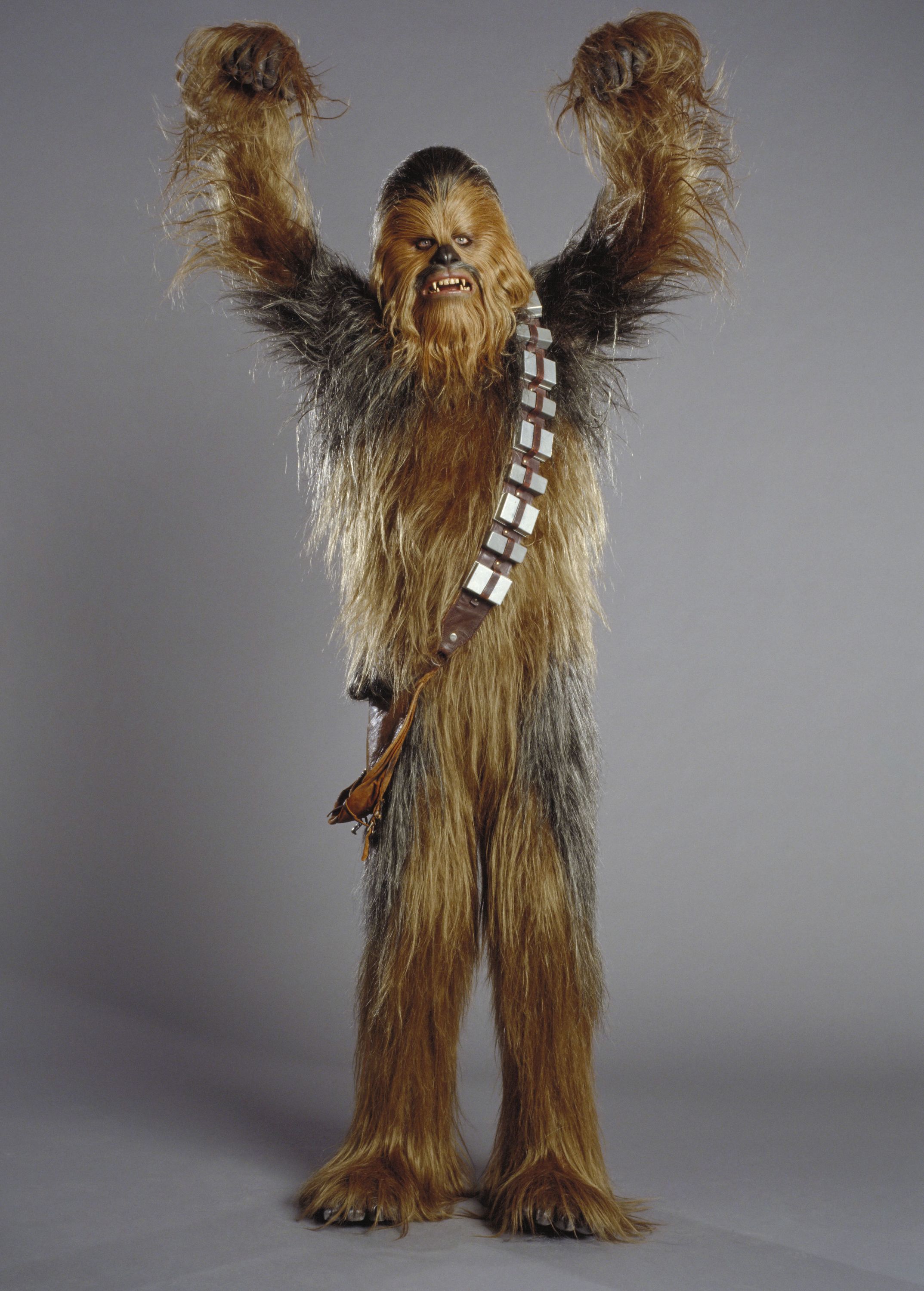 http://www.starwars-universe.com/images/multimedia/Images/Personnages/Chewbacca/hqchewie.jpg