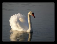 cygne.jpg