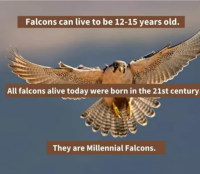 falcon.png