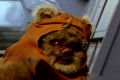 Return of the Ewok