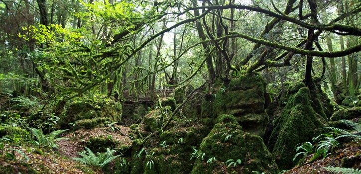 Forêt de Dean, Angleterre (Takodana)