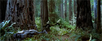 Endor