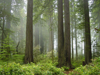 Redwood National Park