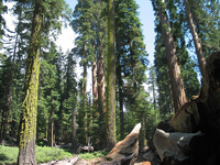 Redwood National Park