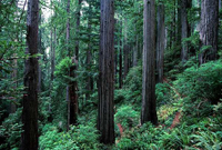 Redwood National Park